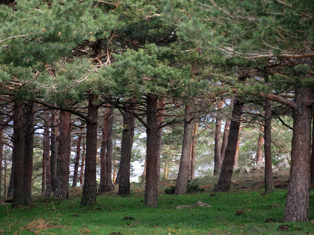 Ence responde a la escasez de operarios de maquinaria forestal con un programa de becas