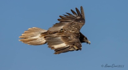 Primera colisión mortal de un quebrantahuesos contra un aerogenerador en España
