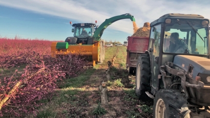Utilizar los arranques de frutales como biomasa podría calentar tres millones de viviendas en España