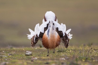  El TSJ de Madrid admite el recurso de los ecologistas contra el mayor parque solar de Navarra 