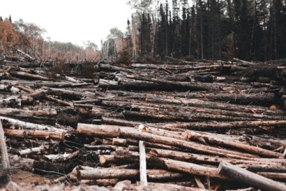 España celebra el Día de la Bioenergía 2025 destacando un modelo que une energía renovable, turismo y prevención de incendios