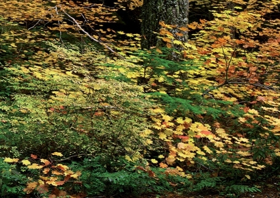 Si amas los bosques, deberías leer esto