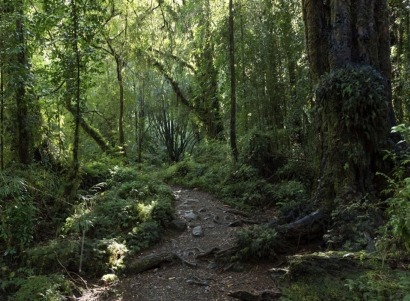 Bosques nativos vs. bosques de especies introducidas: ¿cuáles ganan la batalla del carbono?