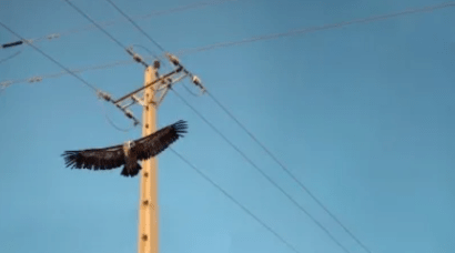 Un estudio de la UPV/EHU revela que las energéticas ocultan casi la mitad de los daños ocasionados a la biodiversidad