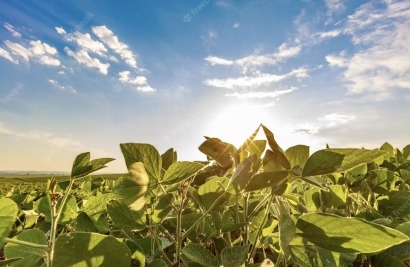 La mezcla de biodiésel en Brasil aumenta hasta el 12%