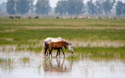 El PSOE pide a Bruselas que paralice el gasoducto que Gas Natural Fenosa proyecta en Doñana