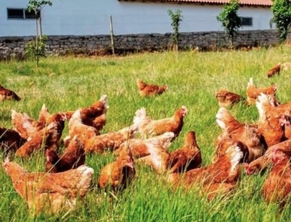 Reducir el consumo energético y de agua y aumentar el bienestar animal, el 3X1 del proyecto Simbav