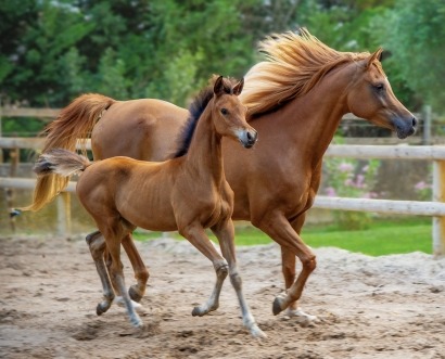 How Horse Manure Is Transforming Renewable Energy