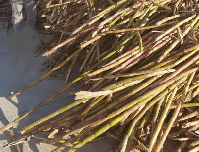 Motril se mantiene en el mapa de los biocarburantes avanzados con la caña de azúcar