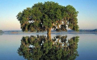 BioPlat debuta en el Conama