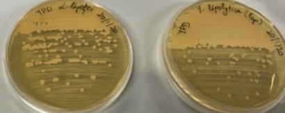 Ciencia e innovación para producir biocarburantes avanzados con aceites microbianos