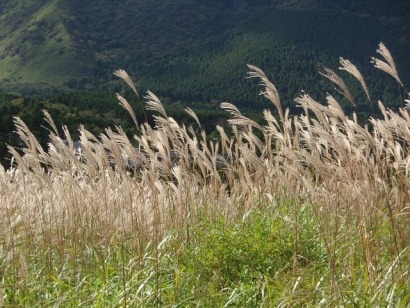 Energy From Plants - How Hybrids can Boost Biomass Production