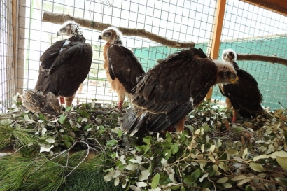 El Govern balear considera "significativa" la reducción de "muertes por electrocución" de águilas de Bonelli