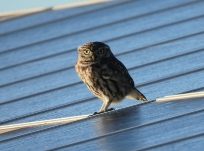  El nuevo modelo energético no debe poner en peligro la biodiversidad 