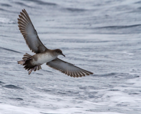 Los proyectos eólicos en el Mediterráneo amenazan a la pardela balear, el ave marina más amenazada de Europa