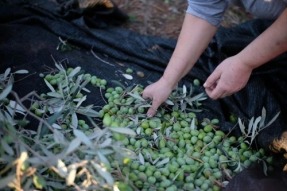 La Junta de Andalucía otorga autorización ambiental para una planta de compostaje de alperujo en Córdoba