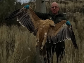 Tres águilas imperiales, electrocutadas