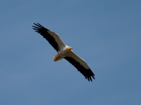 SEO/BirdLife solicita que no se construya el parque eólico Maya por su afección al alimoche