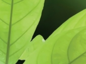 Ecodes revisa el bono verde de 1.000 millones de euros emitido por el BBVA en 2018