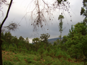 Portugal estudia la creación de una red de parques de tratamiento de biomasa forestal residual