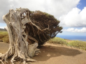 El nuevo Observatorio de la Energía de Canarias pone al alcance de un clic todos los datos del sistema energético del archipiélago