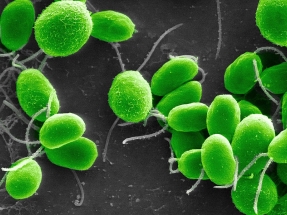 Algas y bacterias que producen hidrógeno depurando aguas contaminadas