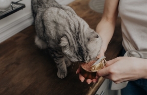  Las mascotas también pueden ayudar a cuidar el planeta 