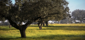 Extremadura prohibe la instalación de grandes plantas solares en sus dehesas 