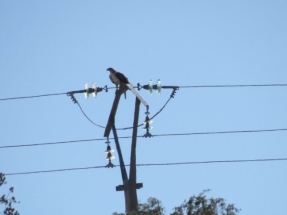 1.200 postes eléctricos dejan de matar