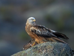 El Miteco desestima un parque eólico en Castilla y León por su impacto sobre rapaces amenazadas