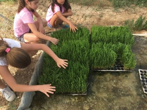 Un nuevo árbol por cada nacimiento en España para frenar el cambio climático