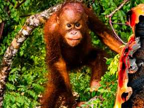Más de 100 ONG lanzan una campaña para pedir el fin de la deforestación importada en la UE