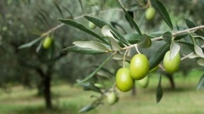 El alperujo de oliva es un biocombustible apto para calderas