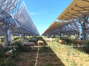 Ovejas entre heliostatos