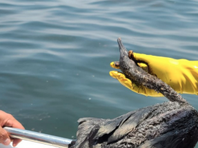 Ecologistas en Acción exige que Repsol asuma su responsabilidad por el derrame de petróleo en la costa peruana