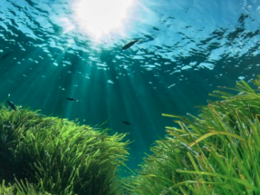 Porqué cuidar las praderas marinas es vital para la economía de España y frenar el cambio climático