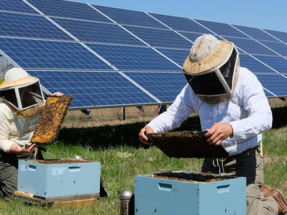 Plantas solares, ¿un salvavidas para las abejas?