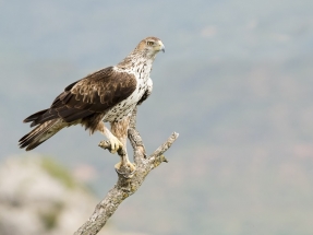 SEO/BirdLife presenta alegaciones a cuatro proyectos de parques eólicos en el Territorio Histórico de Álava