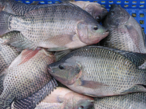 Diseñan nuevas baterías sostenibles utilizando colágeno de los desechos de pescado