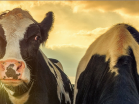 Lactalis y Engie firman el primer acuerdo de compra-venta de energía renovable en el sector lechero español Lactalis y Engie firman el primer acuerdo de compra-venta de energía renovable en el sector lechero español