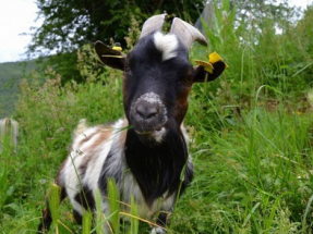 Una organización animalista gana el segundo Generador Solar Solidario