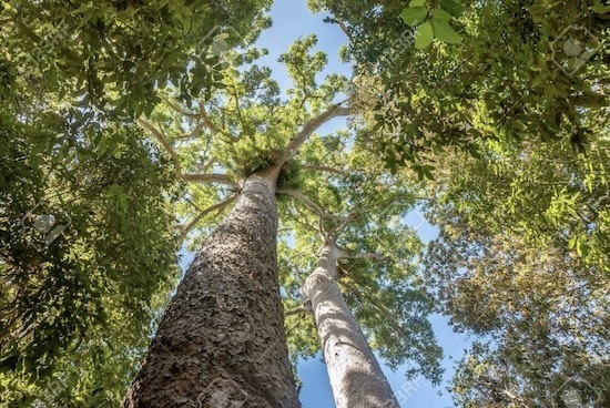 El superpoder climático de los árboles desconocido hasta ahora