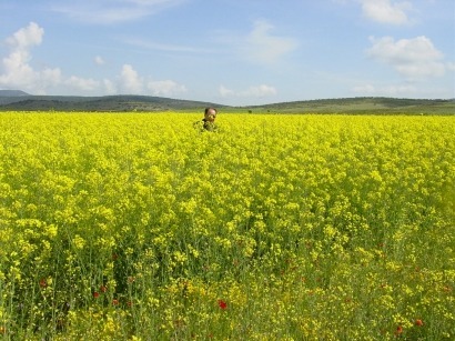 En Espa&ntilde;a tienen m&aacute;s futuro los cultivos destinados a producir electricidad que a biocarburantes