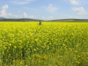 En Espa&ntilde;a tienen m&aacute;s futuro los cultivos destinados a producir electricidad que a biocarburantes