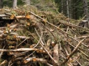 Forest Research and E.ON to lead ETI bioenergy project