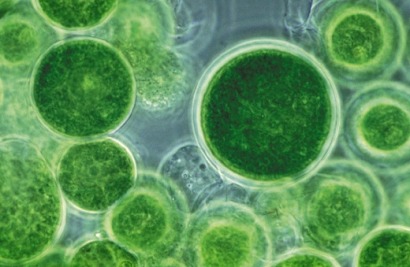 Alltech unveils $200 million algae facility in US state of Kentucky