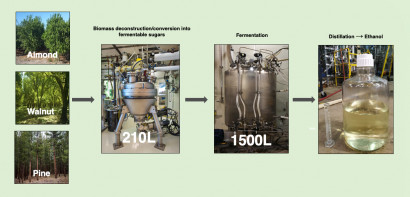 Nuevos intentos de convertir eficientemente en etanol biomasa leñosa de pinos, almendros y nogales