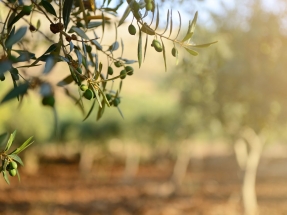 Cómo saber el potencial de biorrefinación de subproductos del olivar y la horticultura