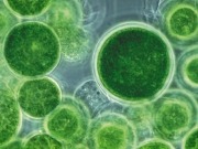 Alltech unveils $200 million algae facility in US state of Kentucky