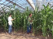 Corn-to-Ethanol Research Team spending summer spreading word of their efforts